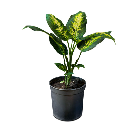 Dieffenbachia Camila