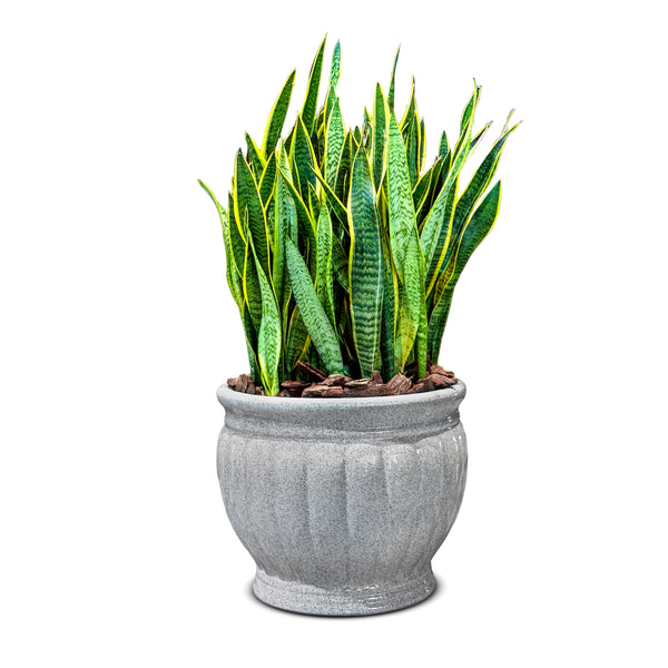 Sansevieria Laurentii with Grey Ceramic L Pot