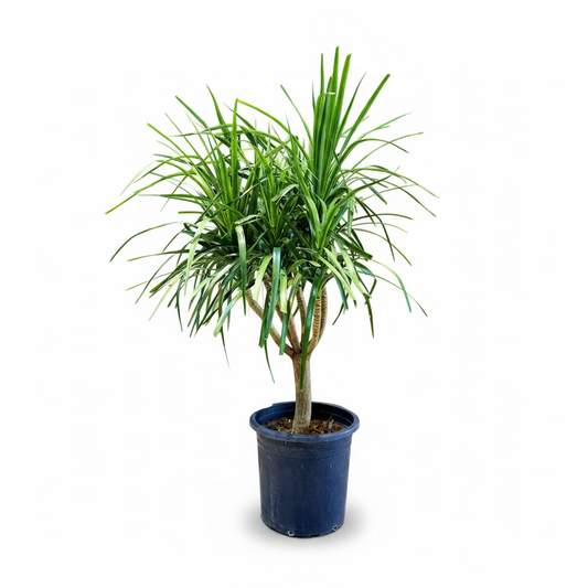 Dracaena Draco