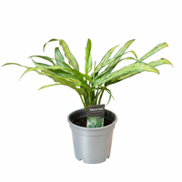 Aglaonema Mixed