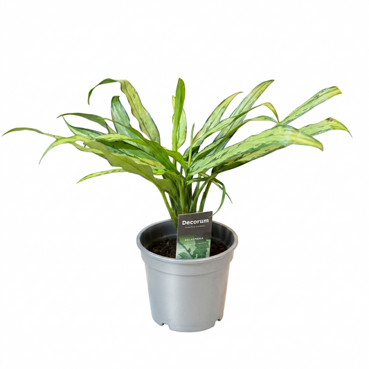 Aglaonema Mixed