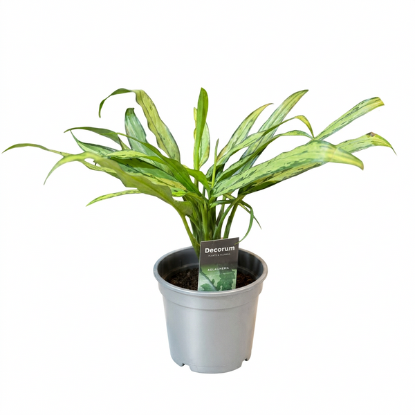 Aglaonema Mixed
