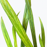 Aglaonema Mixed
