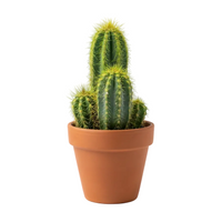 Cactus Mix