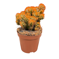 A small cactus with bright orange spines in a terracotta-colored plastic pot, sitting on a dark scratched countertop.