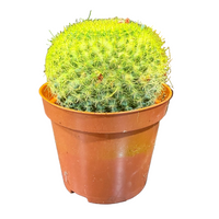 A bright green spherical cactus in a terracotta-colored plastic nursery pot, placed on a dark scratched tabletop with other potted plants in the background.