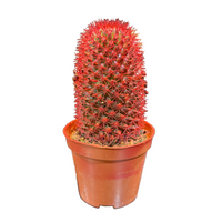 Cactus Mix