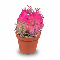 Cactus Mix
