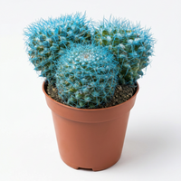 A small cluster of bright blue-green cacti in a terracotta-colored plastic pot, placed on a dark scratched tabletop with other potted plants and decor blurred in the background.