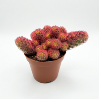 A small potted cactus with bright pinkish-red spines and yellow-orange tips, planted in a terracotta-colored plastic pot, sitting on a scratched black tabletop.