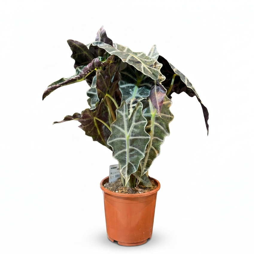 Alocasia Polly