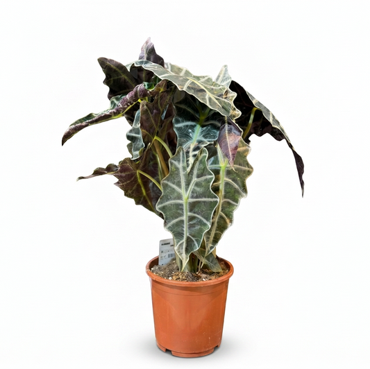 Alocasia Polly