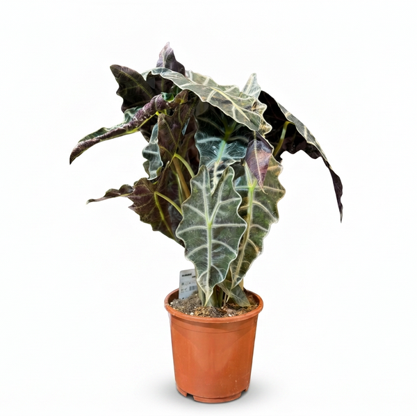 Alocasia Polly