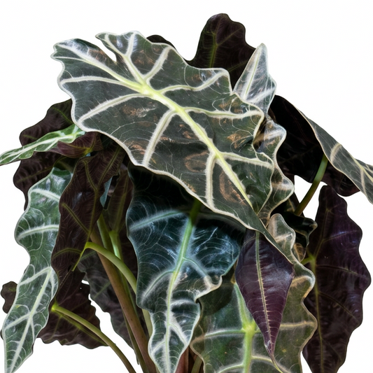 Alocasia Polly