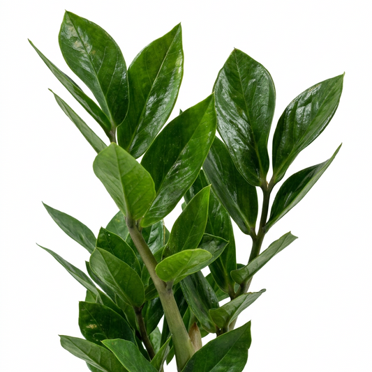 Zamio Culcass Zamiifilia