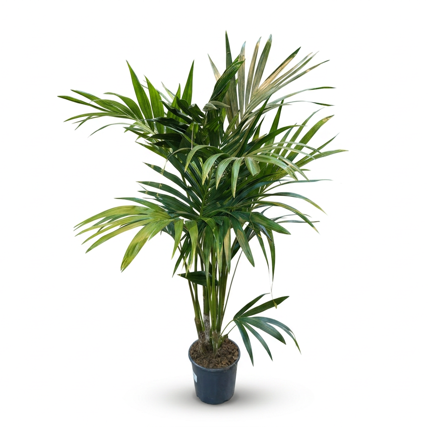 Howea Forsteriana (Kentia Palm)