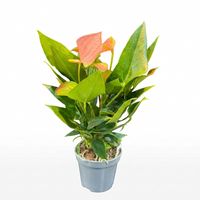 Anthuriums