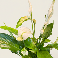 Spathiphyllum