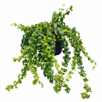 Aeschynanthus Bluster Hanging
