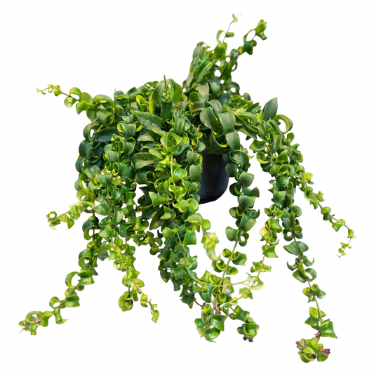 Aeschynanthus Bluster Hanging