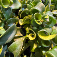 Aeschynanthus Bluster Hanging