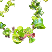Aeschynanthus Bluster Hanging