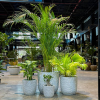 Potted plants in a modern indoor setting with a blurred background