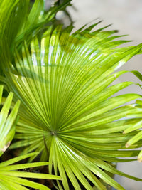 Mixed Tropical Collection in Cream Ceramic Planters