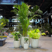 Potted plants on a table in an indoor setting with a blurred background
