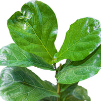 Ficus Lyrata