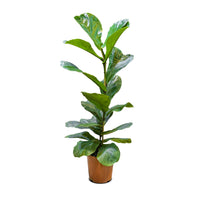 Ficus Lyrata