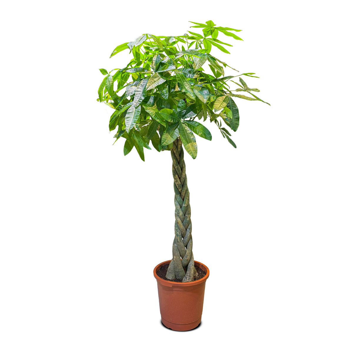 Pachira Aquatica