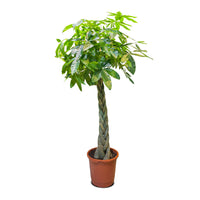 Pachira Aquatica