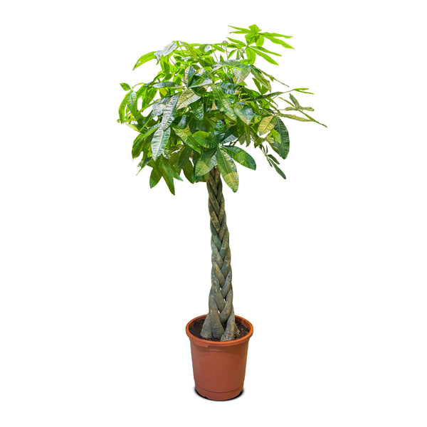 Pachira Aquatica