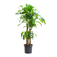 Dracaena Massangeana