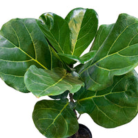 Ficus Lyrata