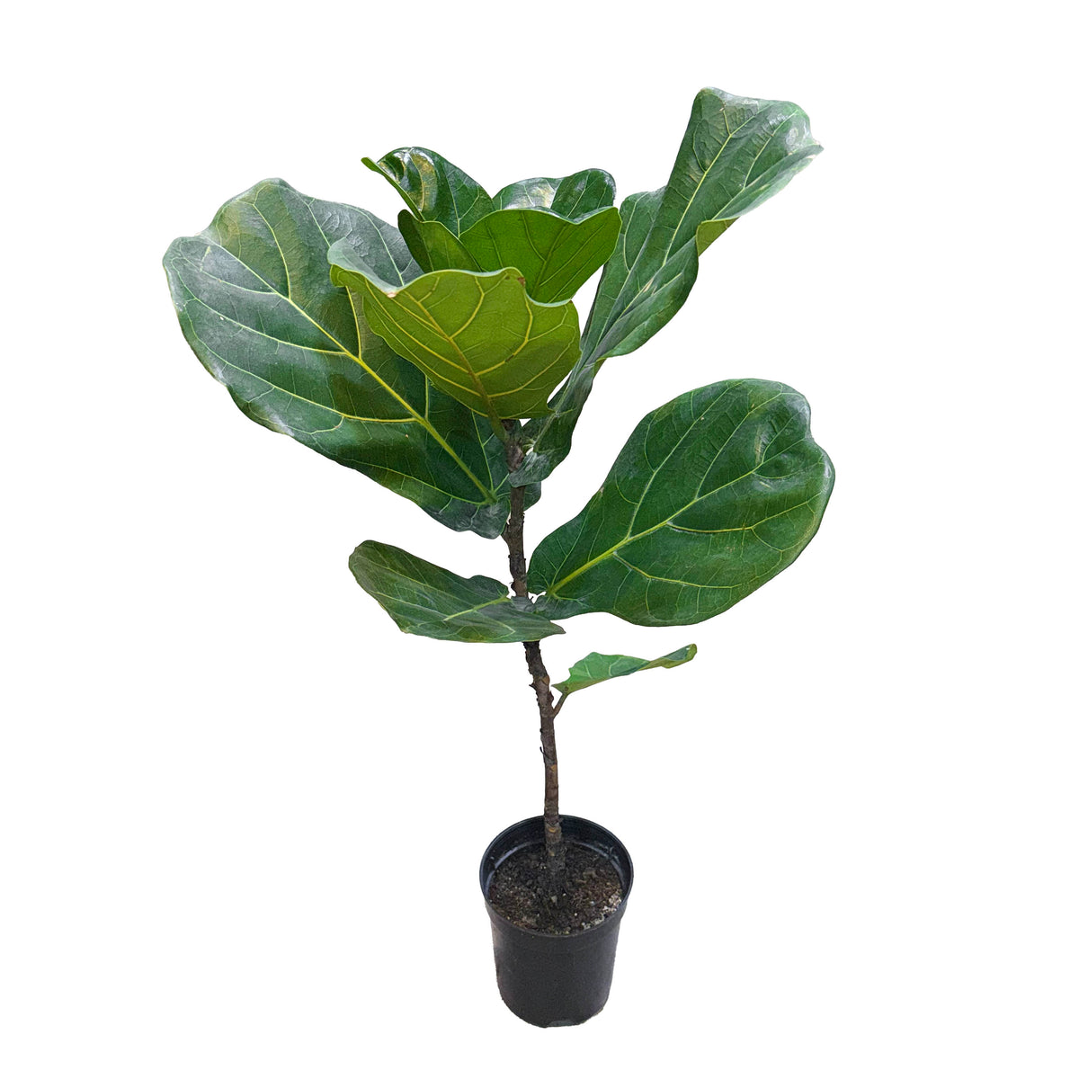 Ficus Lyrata