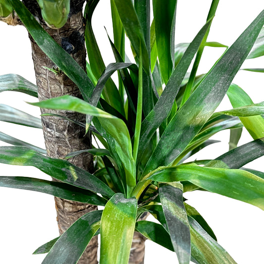Yucca Multi Stem