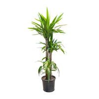 Yucca Multi Stem
