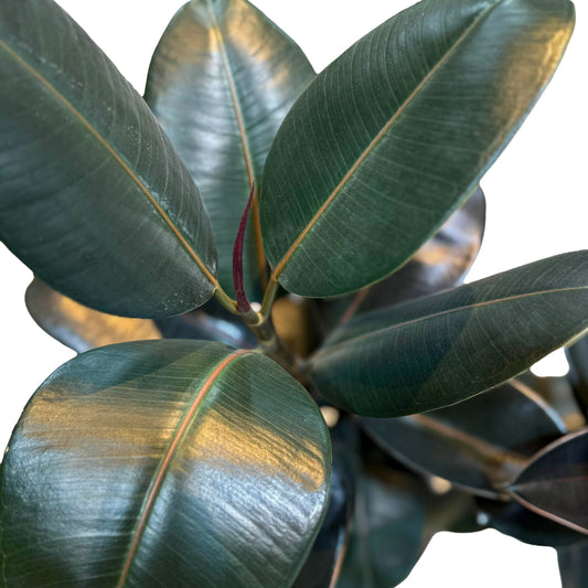 Ficus Elastica