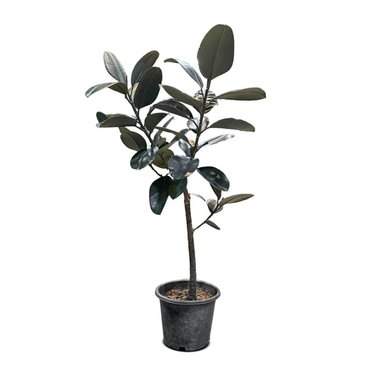 Ficus Elastica