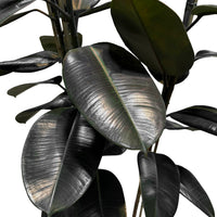 Ficus Elastica Multi Stems