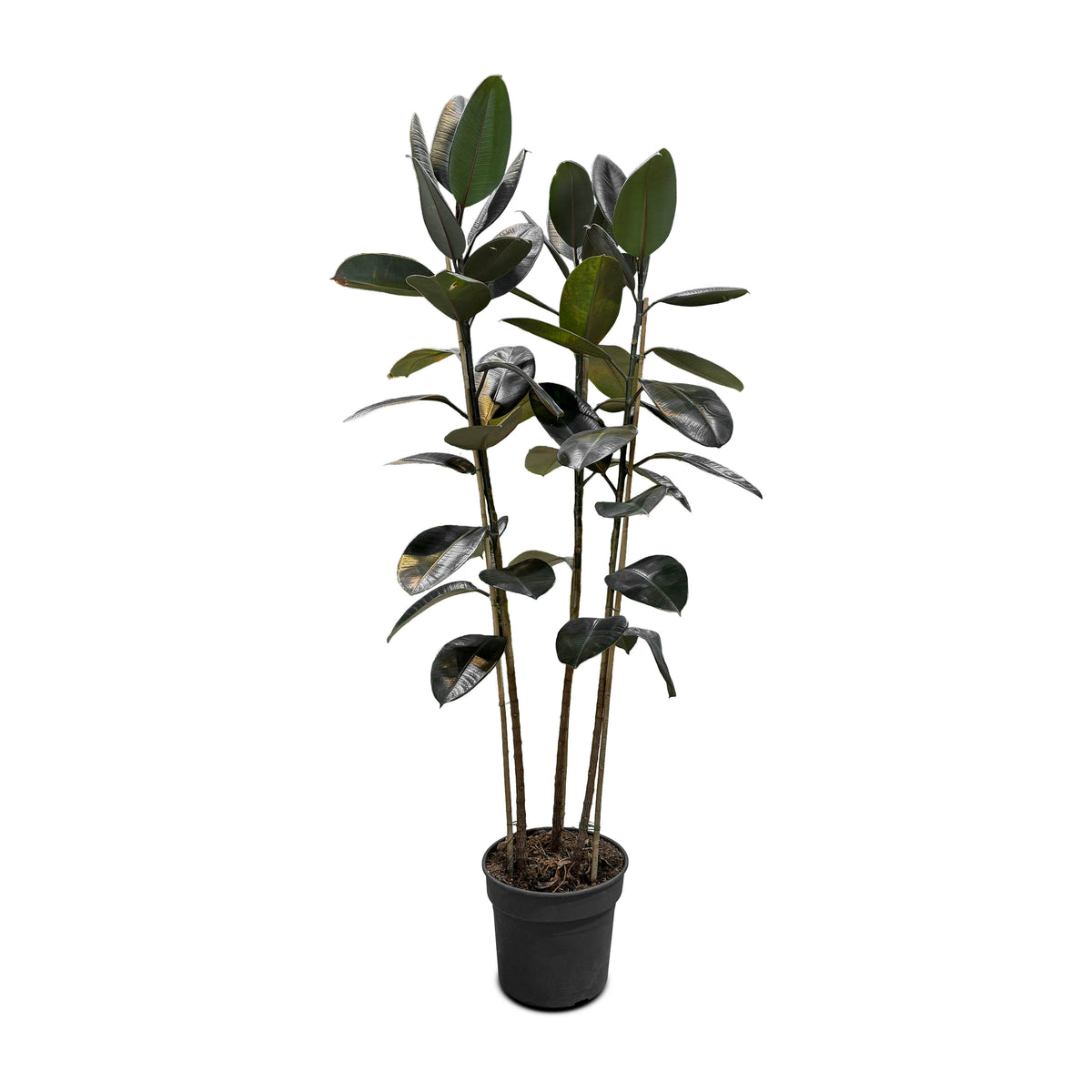 Ficus Elastica Multi Stems