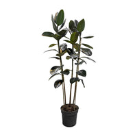 Ficus Elastica Multi Stems
