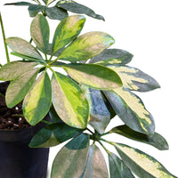 Schefflera Compacta (Mix)