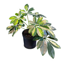 Schefflera Compacta (Mix)