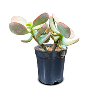 CRASSULA SILVER