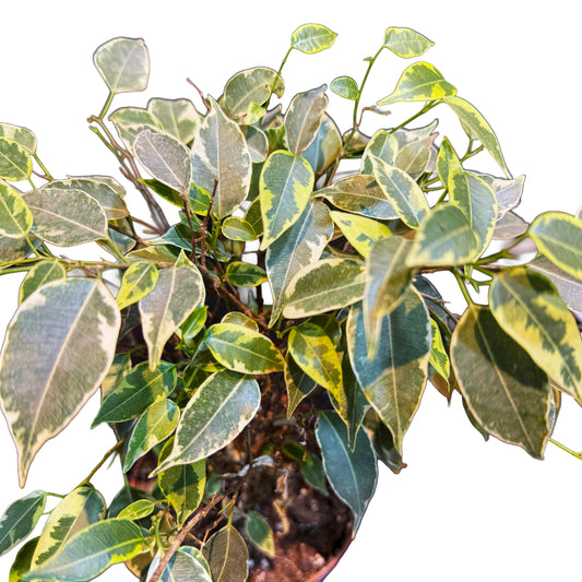 Ficus Benjamina Kinky Jute Stem