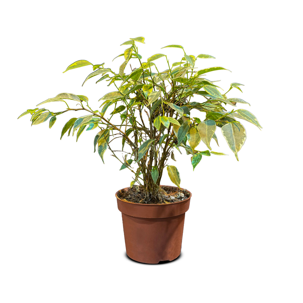 Ficus Benjamina Kinky Jute Stem