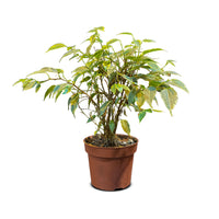 Ficus Benjamina Kinky Jute Stem
